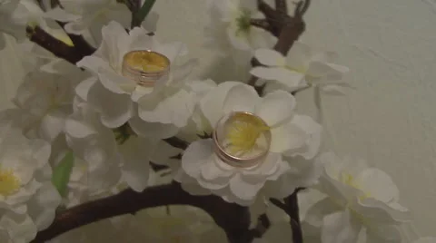 Wedding Stock Footage 1052755