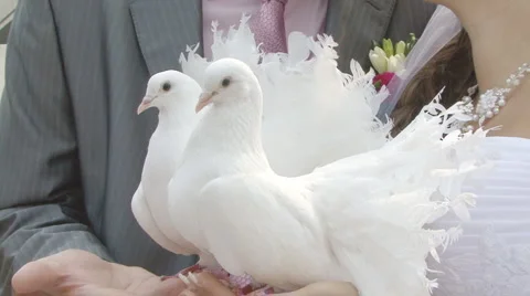 Wedding Stock Footage 2706917