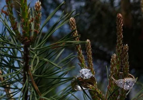 Wedding gem ring nested within a tree branch 스톡 사진
