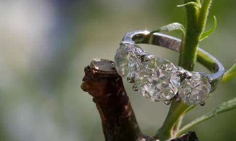 Wedding gem ring nested within a tree branch Stock Photos