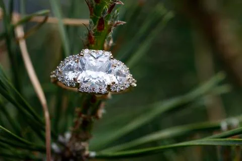 Wedding gem ring nested within a tree branch Stock Photos