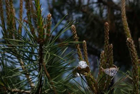 Wedding gem ring nested within a tree branch 스톡 사진