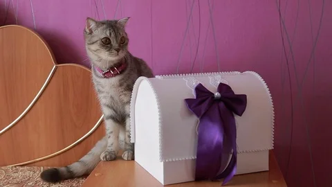 Wedding grey cat kitten Stock Footage 69859039