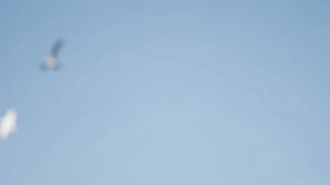 Wedding. happy wedding. Big river. A lot of ducks. Stock Footage 130744565