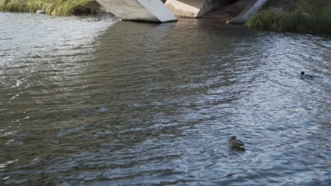 Wedding. happy wedding. Big river. A lot of ducks. Stock Footage 130744732