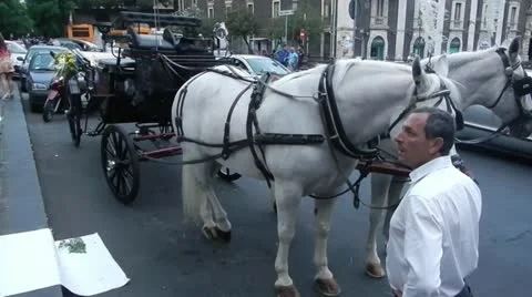 Wedding. Horses car. Stock Footage 12031370