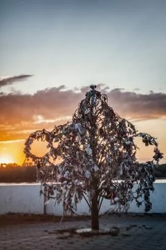 Wedding Lock Tree Stock Photos
