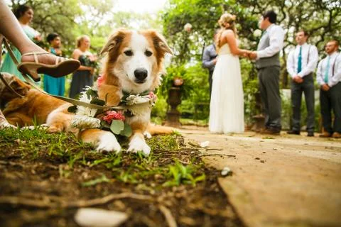 Wedding Moments Stock Photos