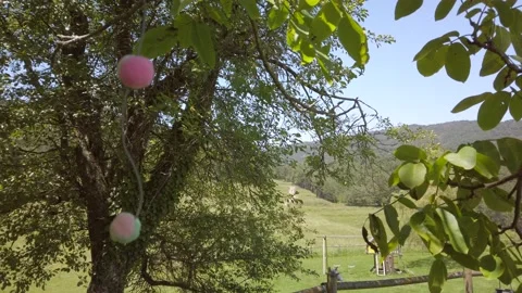 Wedding at the mountain meadow with decorated tree Stock Footage 134600384