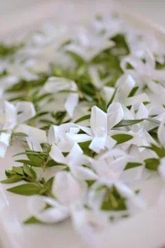 Wedding myrtle Foto stock