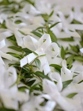 Wedding myrtle Foto stock