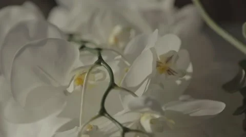 Wedding orchid Video stock 43105221