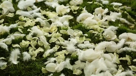 Wedding petals on the grass Stock Footage 71802605
