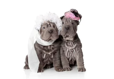 Wedding 스톡 사진