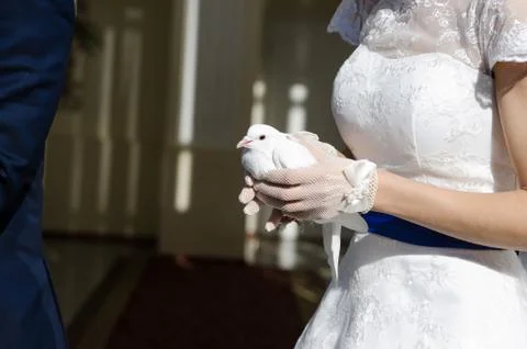 Wedding pigeons in hands Stock Photos