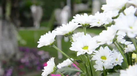 Wedding restaurant Stock Footage 25078261