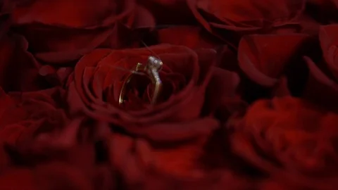 Wedding ring in a bouquet of roses Vidéo 106576315