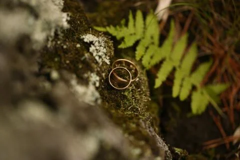 Wedding ring in forest, close up Stock Photos