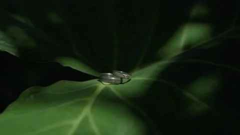 Wedding ring on a leaf Stock Footage 276830857