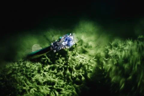 Wedding ring Stock Photos