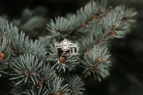Wedding Ring in pine tree Stock Photos