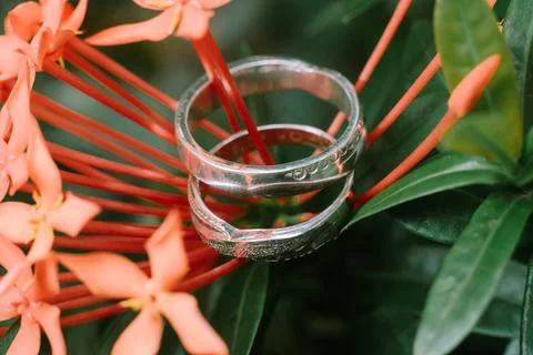 A wedding ring placed on a pink flower, symbolizing love Stock Photos
