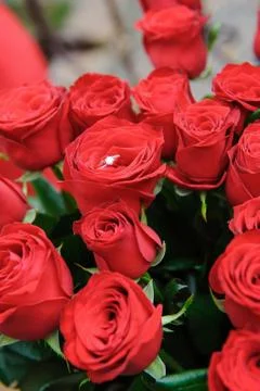 Wedding ring on the rose-bud Stock Photos