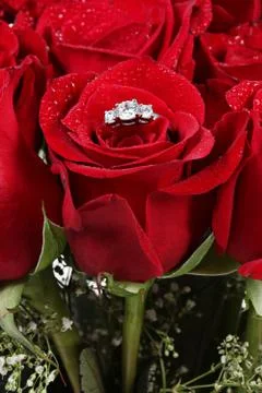 Wedding ring in rose, will you marry me? Stock Photos