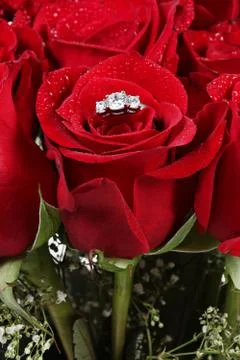 Wedding ring in rose, will you marry me? Stock Photos