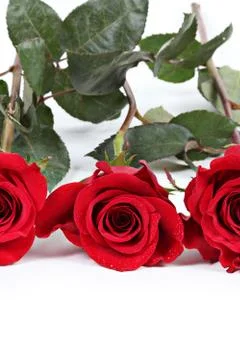 Wedding ring in rose, will you marry me? Stock Photos