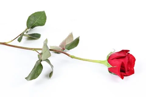 Wedding ring in rose, will you marry me? Stock Photos