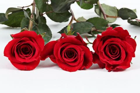 Wedding ring in rose, will you marry me? Stock Photos
