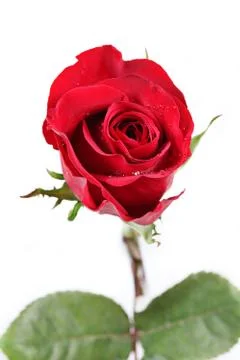 Wedding ring in rose, will you marry me? Stock Photos