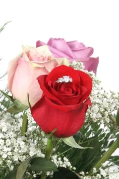 Wedding ring in rose, will you marry me? Stock Photos