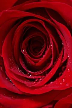 Wedding ring in rose, will you marry me? Stock Photos