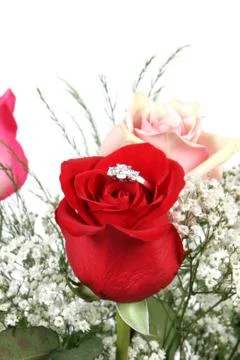 Wedding ring in rose, will you marry me? Stock Photos
