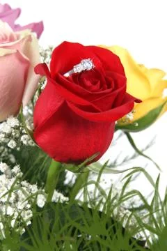 Wedding ring in rose, will you marry me? Stock Photos