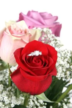 Wedding ring in rose, will you marry me? Stock Photos