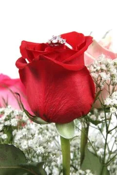 Wedding ring in rose, will you marry me? Stock Photos