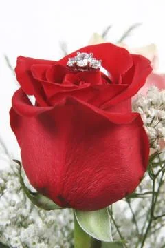 Wedding ring in rose, will you marry me? Stock Photos