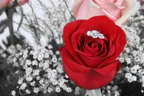 Wedding ring in rose, will you marry me? Stock Photos