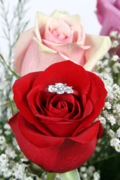 Wedding ring in rose, will you marry me? Stock Photos