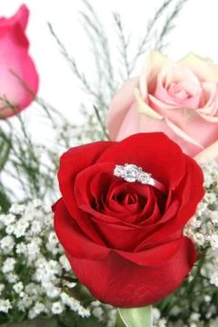 Wedding ring in rose, will you marry me? Stock Photos