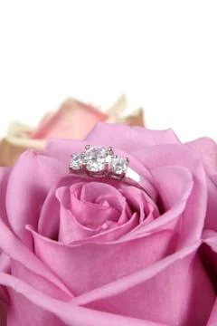 Wedding ring in rose, will you marry me? Stock Photos