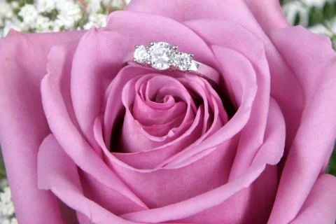 Wedding ring in rose, will you marry me? Stock Photos