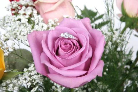 Wedding ring in rose, will you marry me? Stock Photos