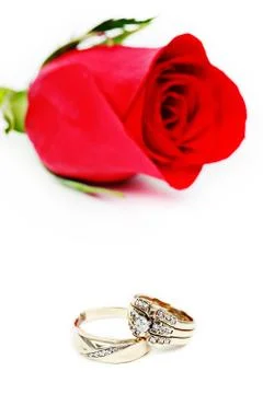 Wedding ring in rose, will you marry me? Stock Photos