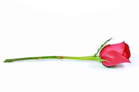 Wedding ring in rose, will you marry me? Stock Photos