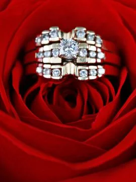 Wedding ring in rose, will you marry me? Stock Photos
