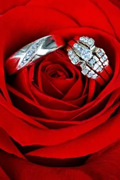 Wedding ring in rose, will you marry me? Stock Photos